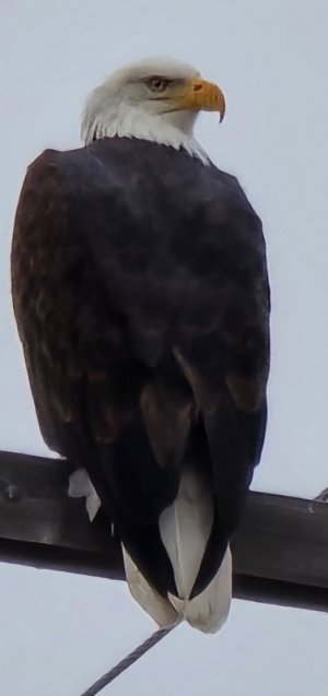 Baldeagle.jpeg