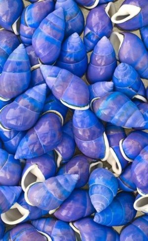 blue cornice-shells.jpg