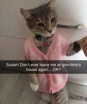 Cat at grandmas.jpg