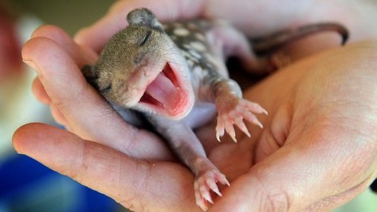 Baby Quoll.jpg