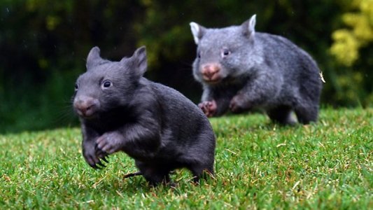 Wombats.jpg