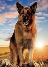 IMG_0543.jpeg IMG_0543.jpeg