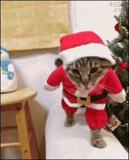cat-christmas-gif.gif
