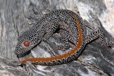 The Golden Tailed Gecko..jpg The Golden Tailed Gecko..jpg