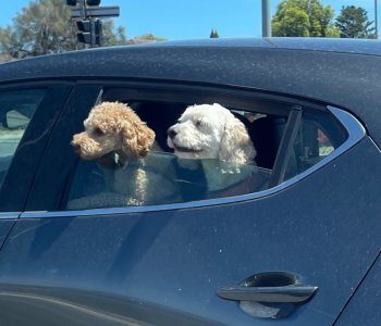 IMG_1576.jpeg IMG_1576.jpeg