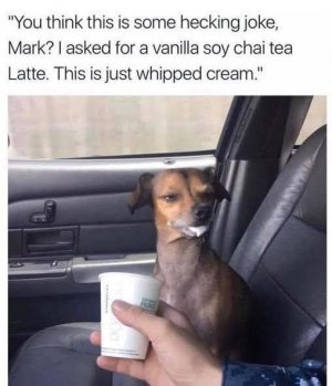 dog coffee joke.jpg