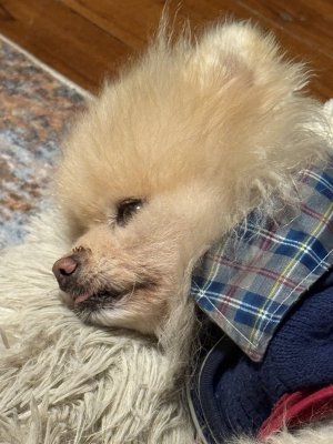 IMG_8728.JPEG IMG_8728.JPEG