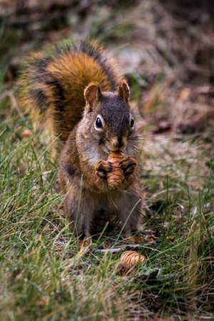 Brown squirrel-3662681_1280.jpg