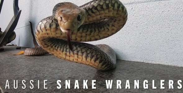 aussie.jpg aussie.jpg