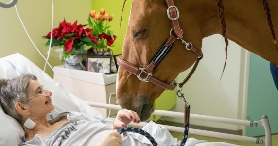 doc_peyo_therapy_horse.jpg doc_peyo_therapy_horse.jpg