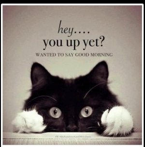 good norning black cat.jpg