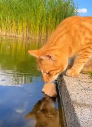 Kitty Fishing.jpg
