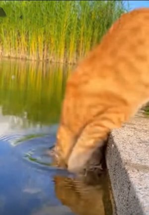 Kitty Fishing1.jpg