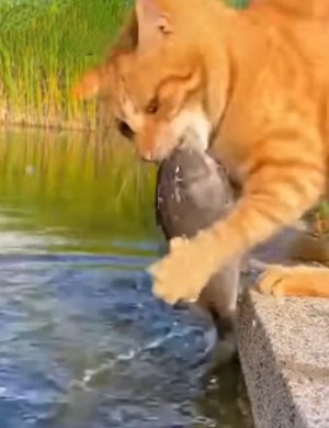 Kitty Fishing2.jpg