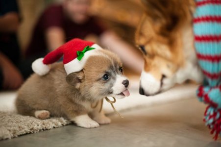 c8fcfb5f77b379a73e503e1e8a9bc973--christmas-deco-christmas-puppy-3565205935.jpg