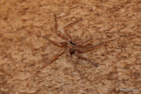 251215 001 Huntsman Spider.jpg 251215 001 Huntsman Spider.jpg