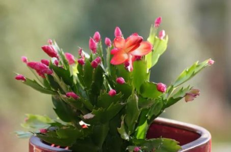 cactus.jpg cactus.jpg