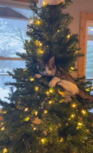 cute-cats-seeing-christmas-tree-first-time-69300879ae62a-png__700.jpg