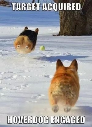 hover-corgi.jpeg