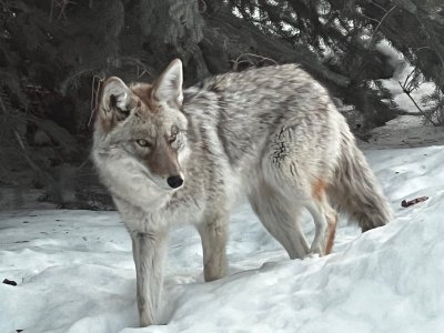 coyote.jpeg