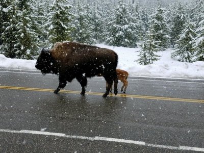 bisonwcalf.jpeg