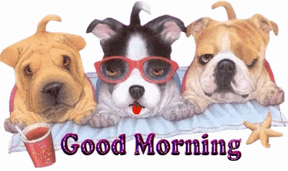 good morning.3 dogs.gif
