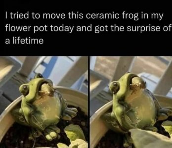 FROG.jpg