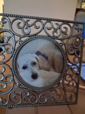 Xmas Rocco.jpg Xmas Rocco.jpg