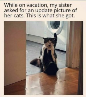 CAT.jpg