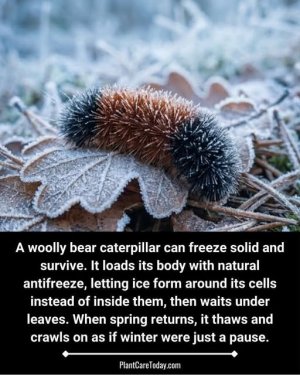 wooly bear caterpiller who knew.jpg