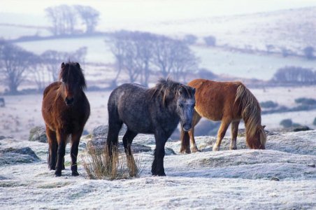 dartmoor_ponies.jpg