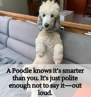 smarter than you.jpg