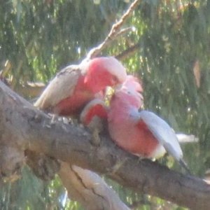 Galah feeding Chick 1.jpg