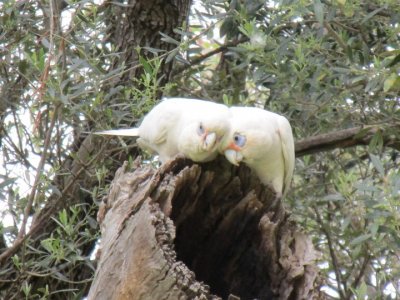 Married Corellas.jpg