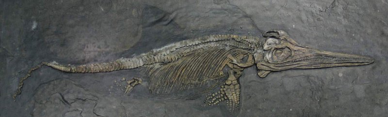 ichthyosaur.jpg