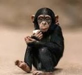 chimp.jpg