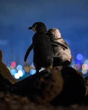 tobias-baumgaertner-penguin-1.jpg