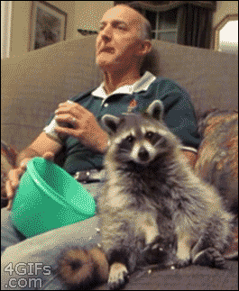 raccoon.gif