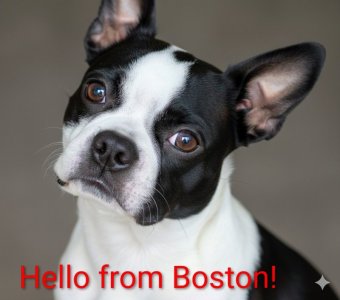 hellofromBoston.jpg hellofromBoston.jpg