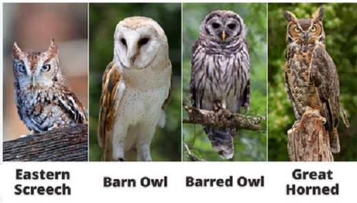 owls.jpg owls.jpg