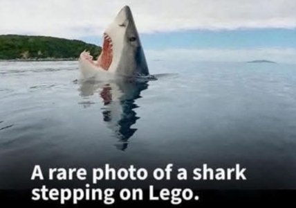 Shark Steps on Lego.jpg