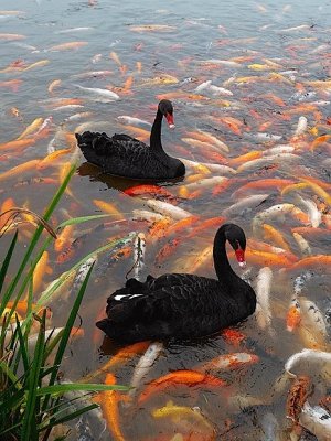 anything swans gldfish.jpg