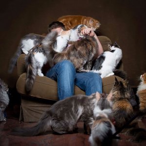 funny-cats-maine-coon-78-5c7fa18c60754__700.jpg