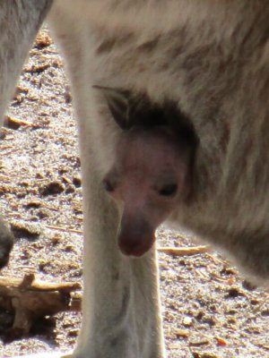 Close up Joey in pouch.jpg