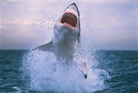 Great White Shark.jpg