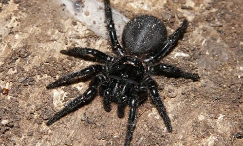 Funnel Web Spider.jpg