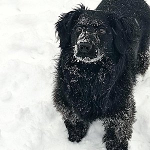 my-dog-toby-loves-playing-snow-v0-wir88p4g7ccg1.jpeg