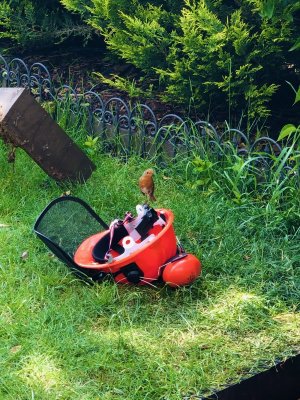 robin hat may 2020.jpeg