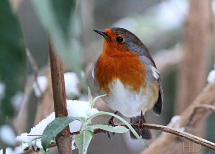 robin branch winter HD.jpeg
