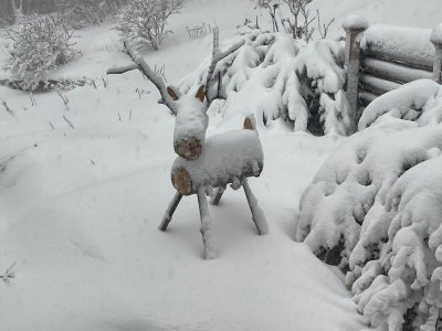 log reindeerIMG_4641.jpg